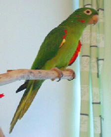 Aratinga_leucophthalma1