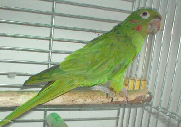 Aratinga_leucophthalma2