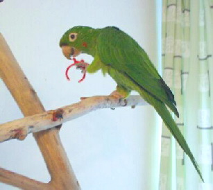 Aratinga_leucophthalma3