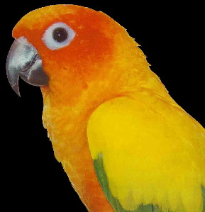 Aratinga_solstitialis02