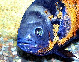 Astronotus_ocellatus