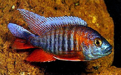 Aulonocara