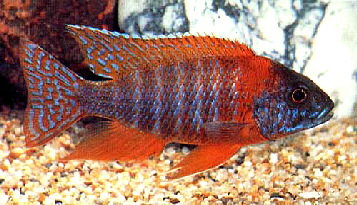 Aulonocara1