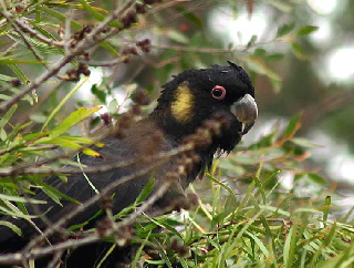 Black-Cockatoo_Yellow-tailed1