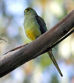 BlueWing