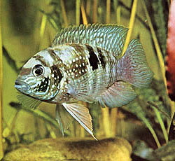 Blue acara