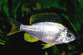 Borley �Gold Fin�1