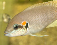 Brichardi rutunga03