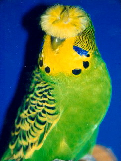 Budgerigar_-_Crested_English_kk