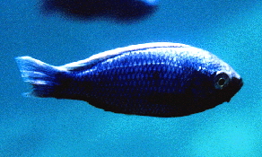 Chrysonotus