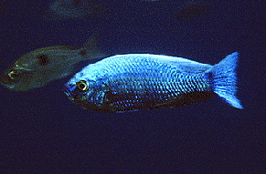 Chrysonotus1