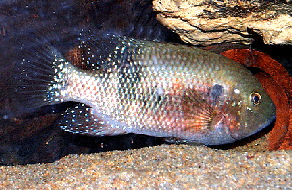 Cichl godmani