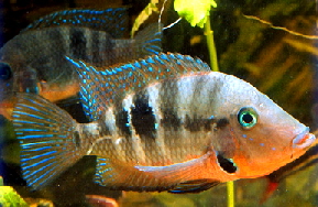 Cichlasoma_meeki__Firemouth_