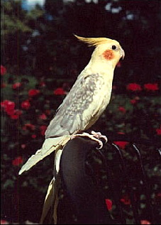 Cockatiel