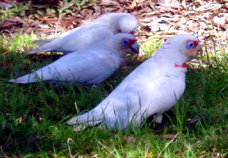 Corella_Long-billed1