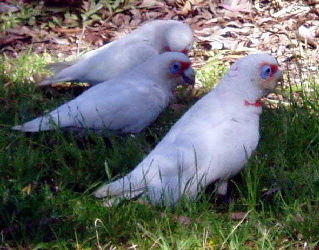 Corella_Long-billed1
