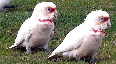 Corella_Long-billed_