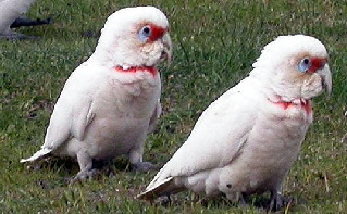 Corella_Long-billed_