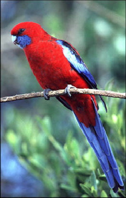Crimson_Rosella