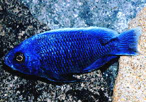 Cyaneus