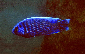 Cyaneus1