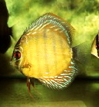 Discus1