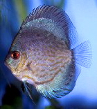 Discus2