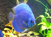 Discus3