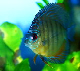 Discus4