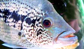 Dovii2