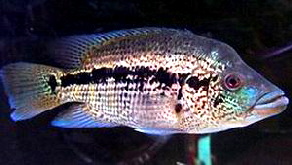 Dovii3