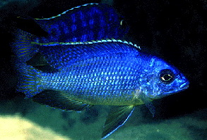 Fenestratus �Chilumba�