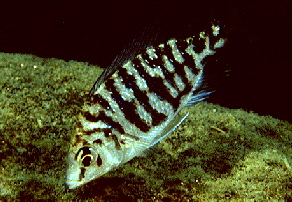 Fenestratus �Chilumba�1