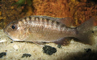 Fryeri female