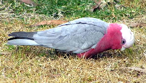 Galah1