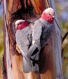 Galah2
