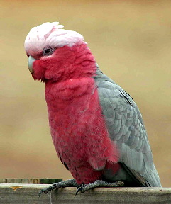 Galah3