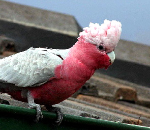 Galah4