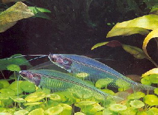 Glass catfish