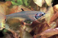 Glass catfish1