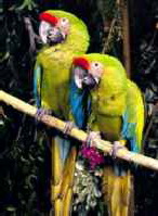 GreatGreenMacaw