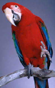 Green-winged_Macaw