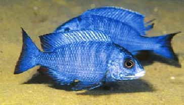 Haplochromis