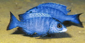 Haplochromis02
