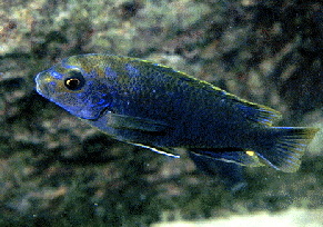 Hongi �Undu Point�