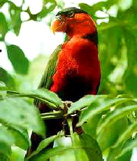 Lorius l.erythrothorax