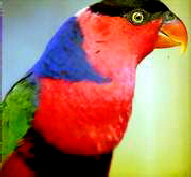 Lorius l.viridicrissalis