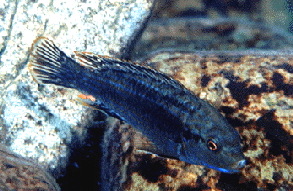 Maculicauda �Cove Mountain�