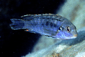 Maculicauda �Lundo Island�