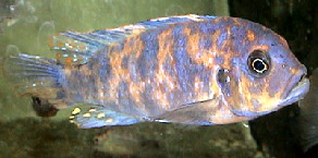 Maylandia estherae MC